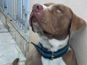 Cachorro raça Pit-Bull idade 1 ano nome Logan