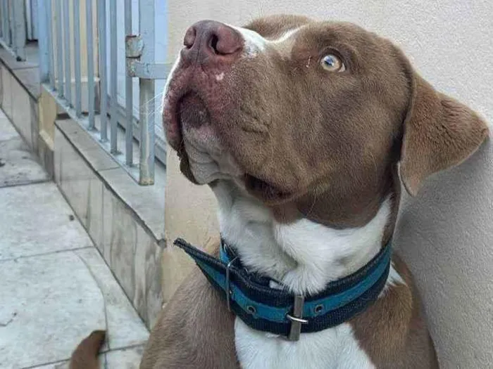 Cachorro ra a Pit-Bull idade 1 ano nome Logan