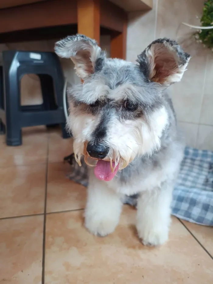 Cachorro ra a Shnauzer idade 6 ou mais anos nome Honda