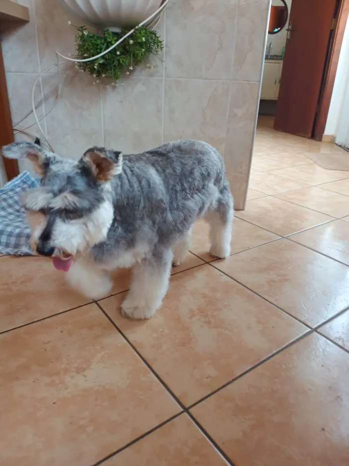 Cachorro ra a Shnauzer idade 6 ou mais anos nome Honda