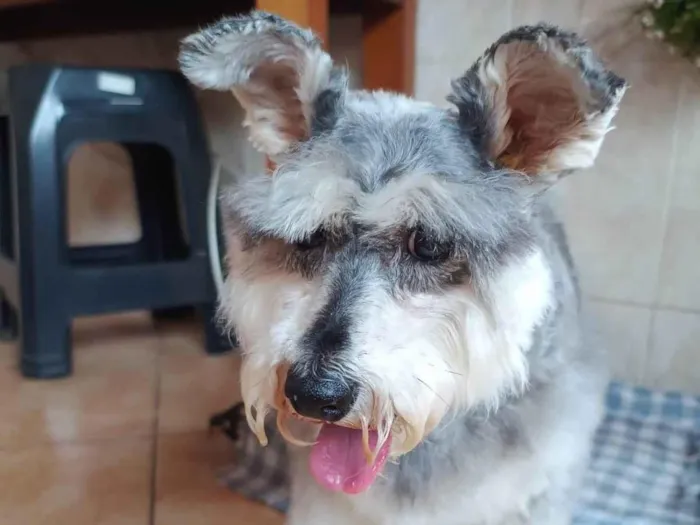 Cachorro ra a Shnauzer idade 6 ou mais anos nome Honda