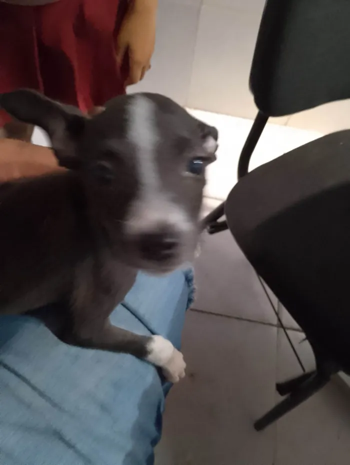 Cachorro ra a SRD-ViraLata idade 2 a 6 meses nome Sem nome