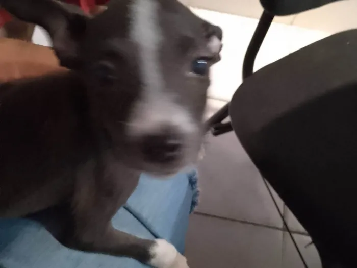 Cachorro ra a SRD-ViraLata idade 2 a 6 meses nome Sem nome