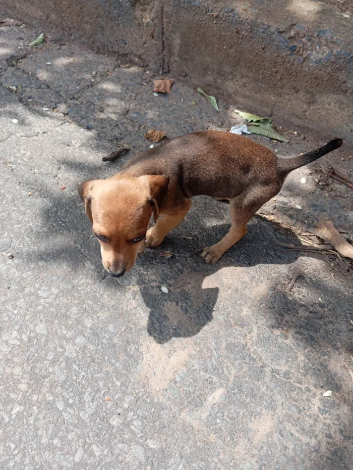 Cachorro ra a Pinscher idade 2 a 6 meses nome Ainda não tem.nome