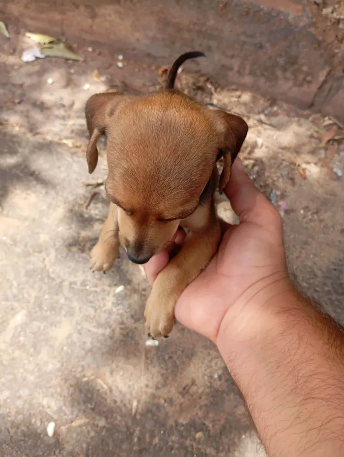 Cachorro ra a Pinscher idade 2 a 6 meses nome Ainda não tem.nome