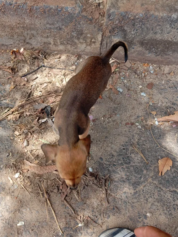 Cachorro ra a Pinscher idade 2 a 6 meses nome Ainda não tem.nome