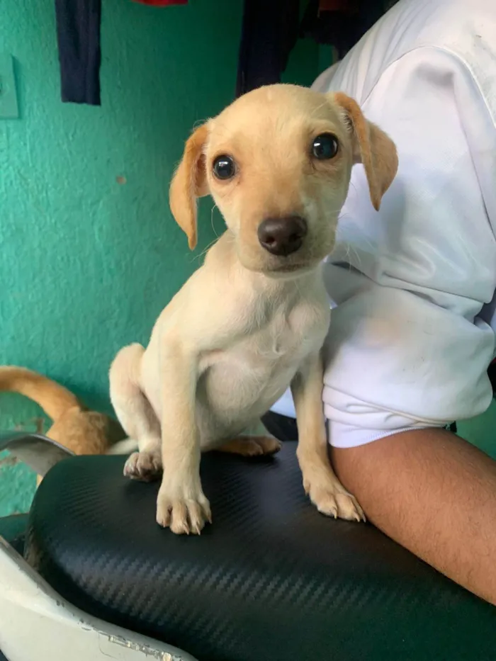 Cachorro ra a SRD-ViraLata idade 2 a 6 meses nome Paçoca 