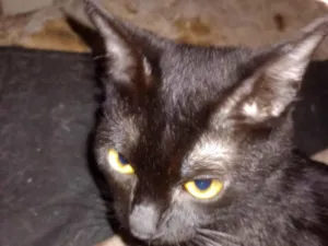 Gato raça SRD-ViraLata idade 5 anos nome Amaya