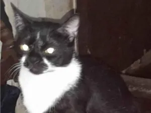 Gato raça SRD-ViraLata idade 2 anos nome Kamui