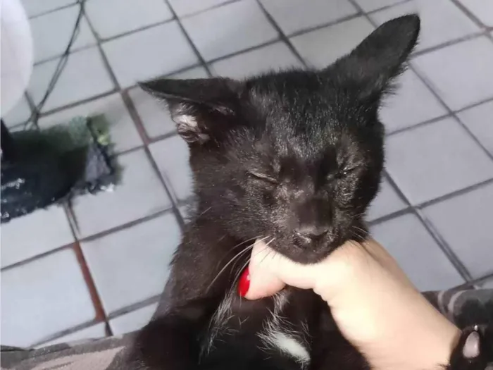 Gato ra a SRD-ViraLata idade 2 a 6 meses nome Não tem nome 