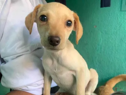 Cachorro raça SRD-ViraLata idade 2 a 6 meses nome Paçoca 