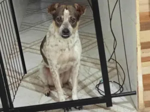 Cachorro raça SRD-ViraLata idade 3 anos nome Bryan