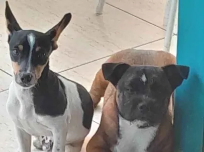 Cachorro raça Fox Terrier idade 1 ano nome Bob 