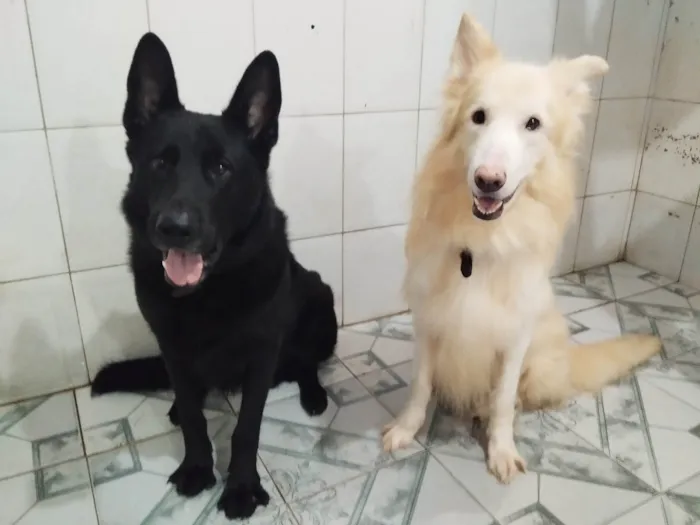 Cachorro ra a Pastor Alemão idade 6 ou mais anos nome Zeus 