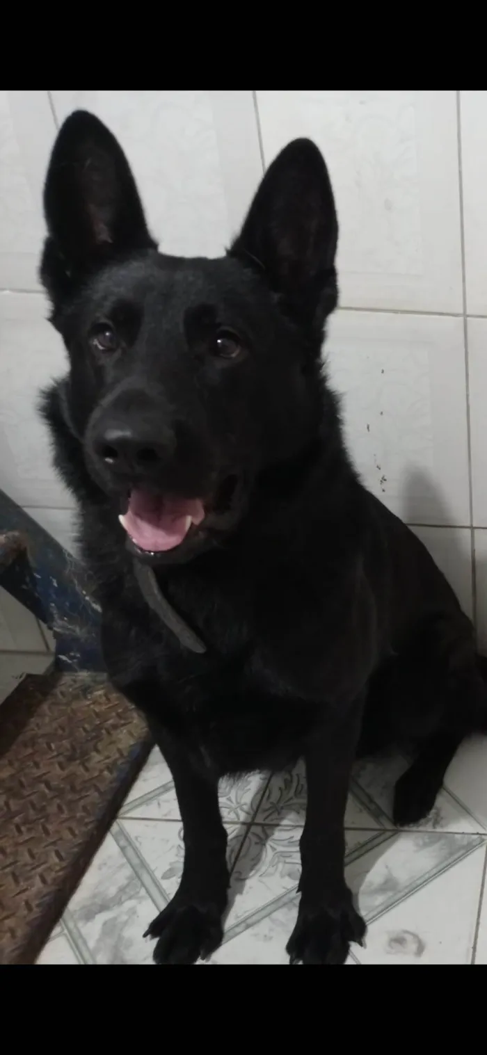 Cachorro ra a Pastor Alemão idade 6 ou mais anos nome Zeus 