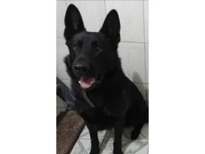 Cachorro raça Pastor Alemão idade 6 ou mais anos nome Zeus 