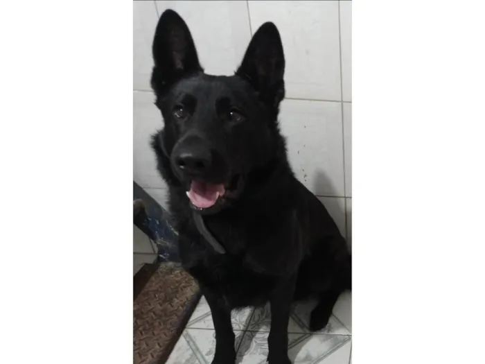 Cachorro ra a Pastor Alemão idade 6 ou mais anos nome Zeus 