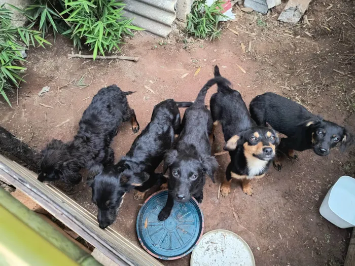 Cachorro ra a SRD-ViraLata idade Abaixo de 2 meses nome Adoção responsável - filhotes abandonados 