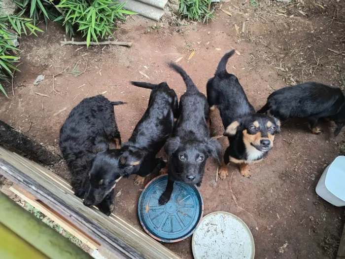 Cachorro ra a SRD-ViraLata idade Abaixo de 2 meses nome Adoção responsável - filhotes abandonados 