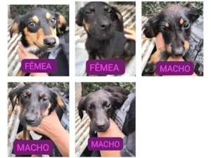 Cachorro raça SRD-ViraLata idade Abaixo de 2 meses nome Adoção responsável - filhotes abandonados 