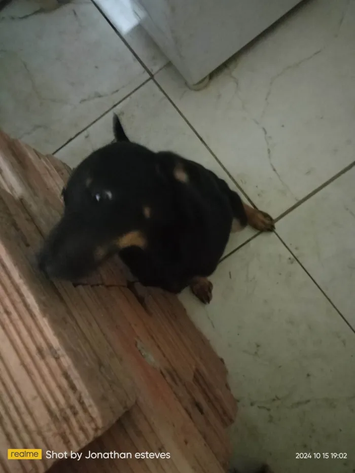 Cachorro ra a SRD-ViraLata idade 2 a 6 meses nome Tom