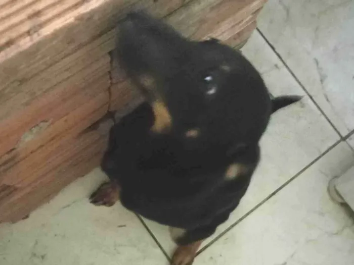 Cachorro ra a SRD-ViraLata idade 2 a 6 meses nome Tom