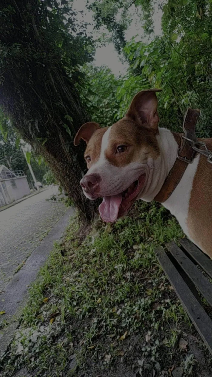 Cachorro ra a Pit-Bull idade 2 anos nome Kiara 