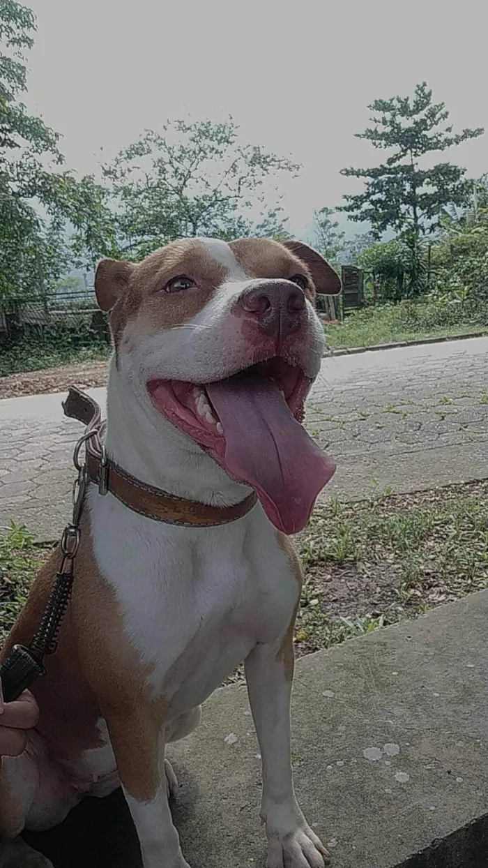 Cachorro ra a Pit-Bull idade 2 anos nome Kiara 