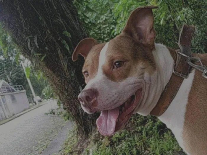 Cachorro ra a Pit-Bull idade 2 anos nome Kiara 