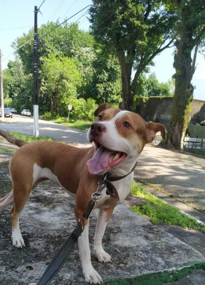 Cachorro ra a Pit-Bull idade 2 anos nome Kiara 