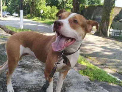 Cachorro raça Pit-Bull idade 2 anos nome Kiara 