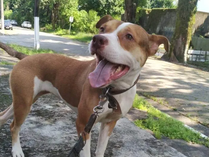 Cachorro ra a Pit-Bull idade 2 anos nome Kiara 