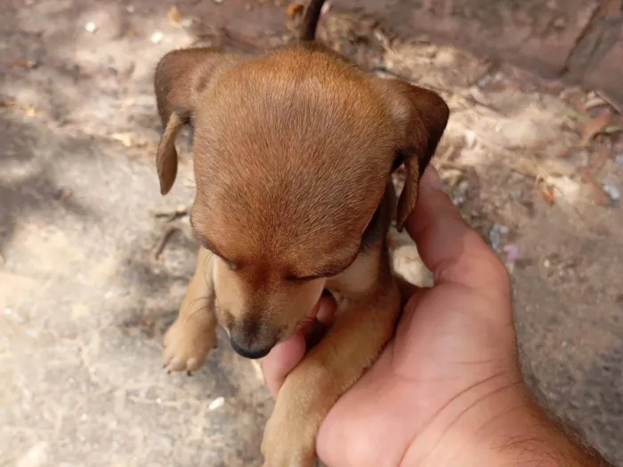 Cachorro ra a Pinscher idade 2 a 6 meses nome Ainda não tem.nome