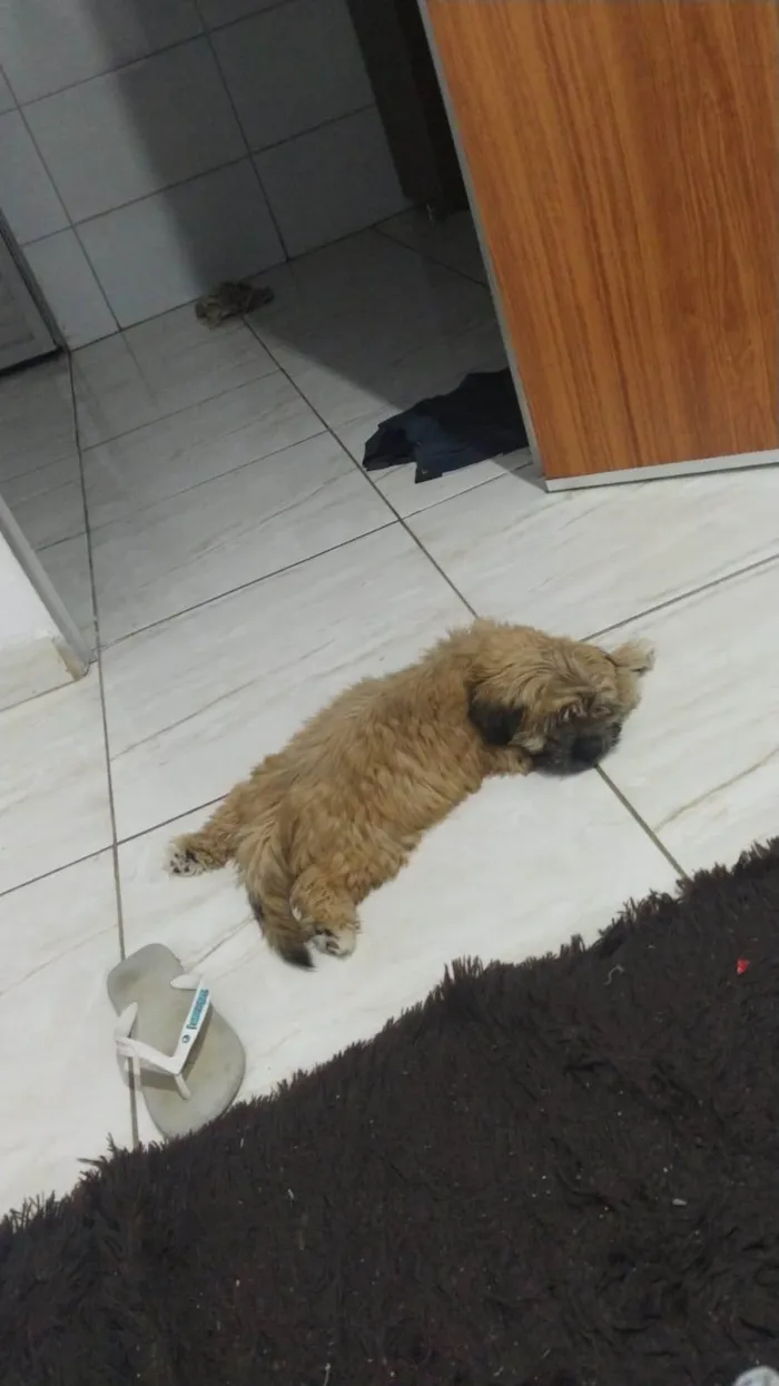 Cachorro ra a Shitzu idade 2 a 6 meses nome Bilu