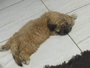 Cachorro raça Shitzu idade 2 a 6 meses nome Bilu