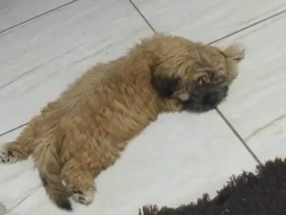 Cachorro raça Shitzu idade 2 a 6 meses nome Bilu