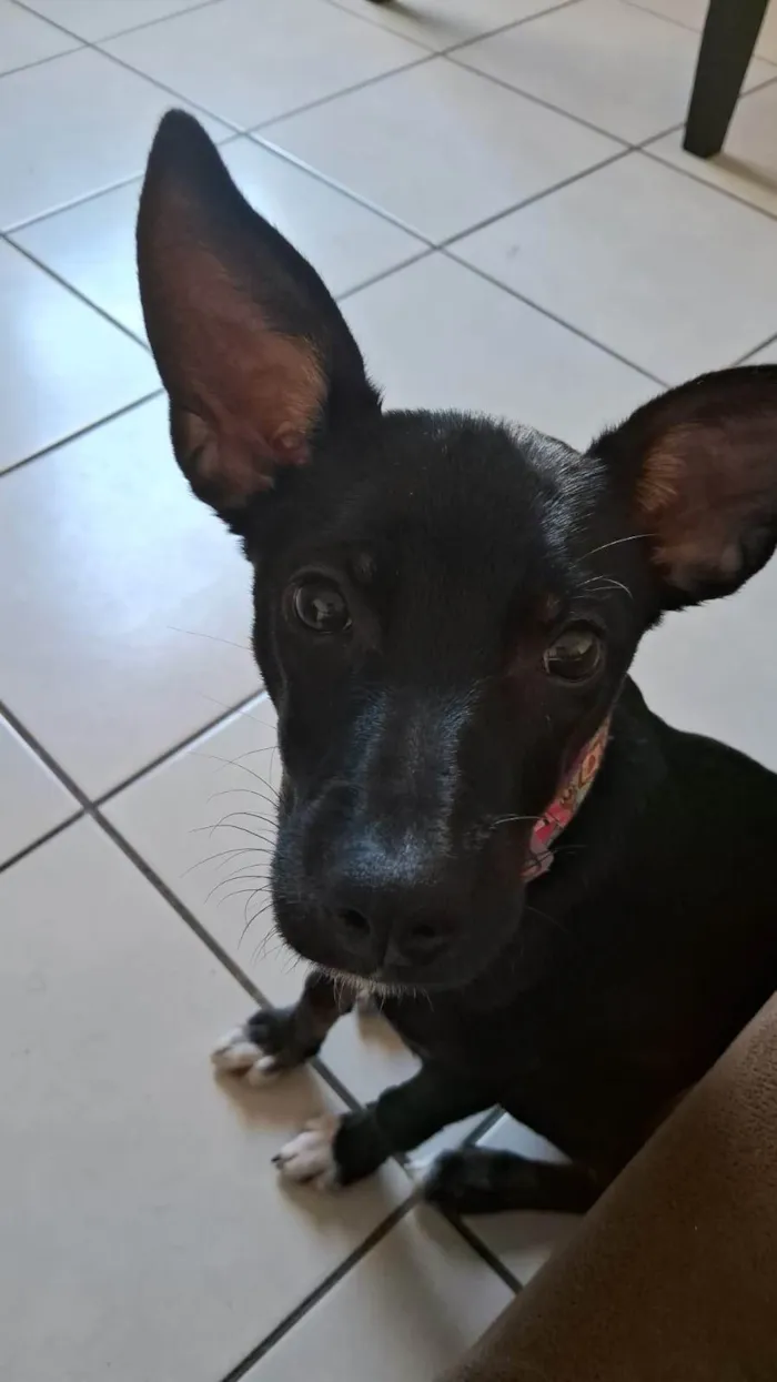 Cachorro ra a SRD-ViraLata idade 7 a 11 meses nome Princesa