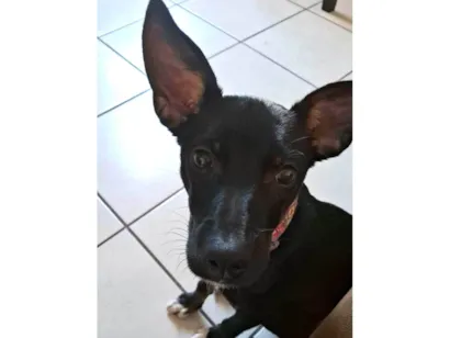 Cachorro raça SRD-ViraLata idade 7 a 11 meses nome Princesa