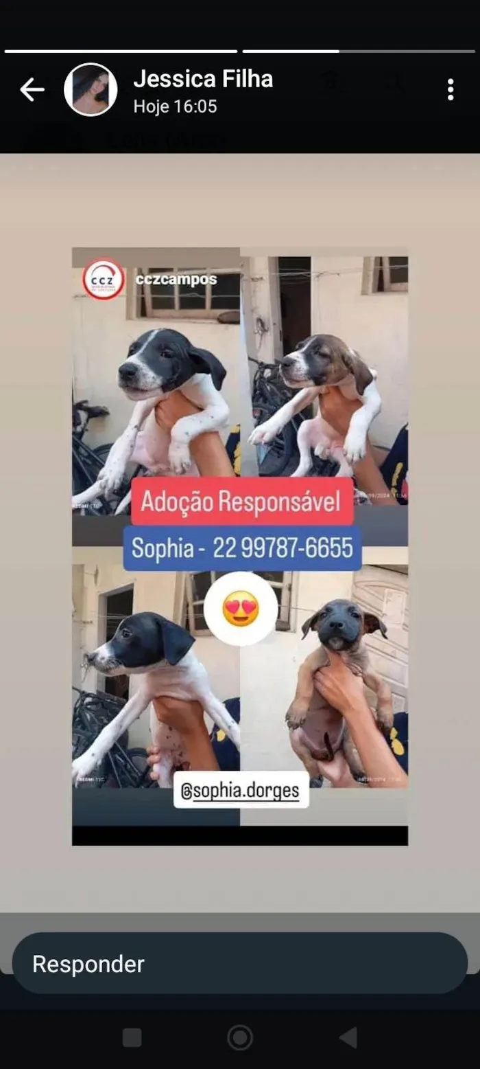 Cachorro ra a SRD-ViraLata idade 2 a 6 meses nome Betovem ,os sem nomes