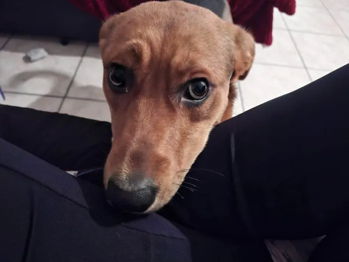 Cachorro ra a SRD-ViraLata idade 1 ano nome ROBIN