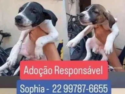 Cachorro raça SRD-ViraLata idade 2 a 6 meses nome Betovem ,os sem nomes