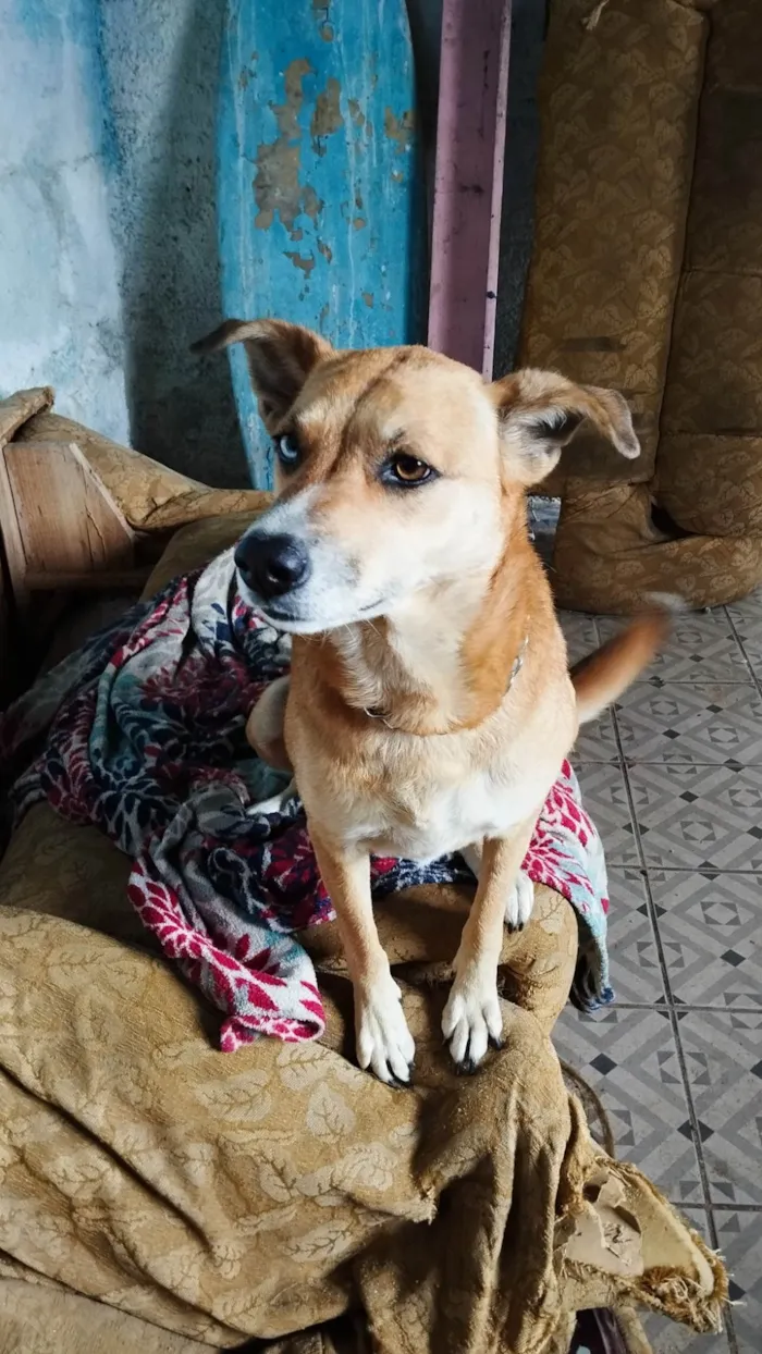 Cachorro ra a SRD-ViraLata idade 5 anos nome Luna