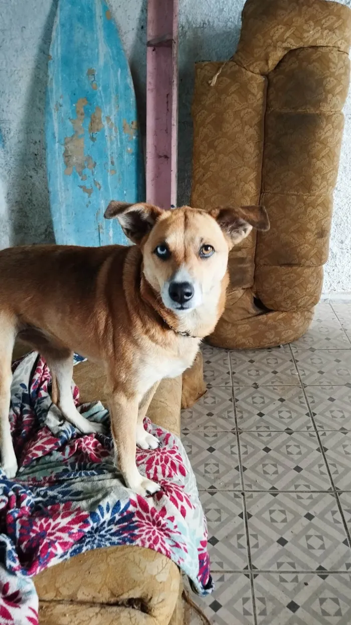 Cachorro ra a SRD-ViraLata idade 5 anos nome Luna