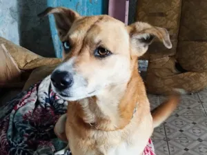 Cachorro raça SRD-ViraLata idade 5 anos nome Luna