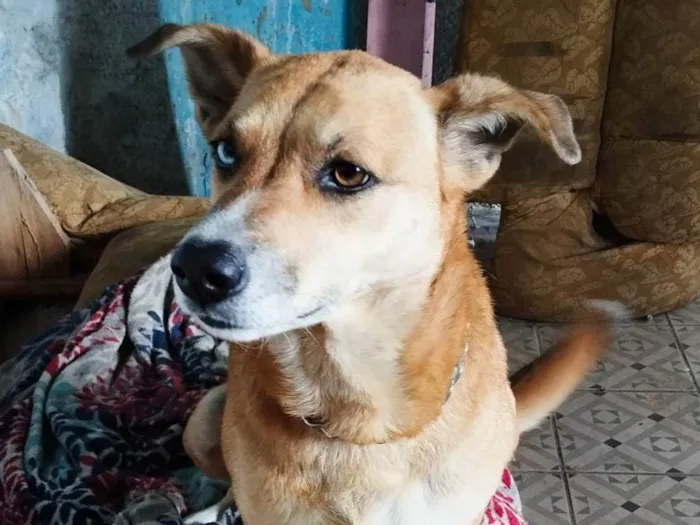 Cachorro ra a SRD-ViraLata idade 5 anos nome Luna