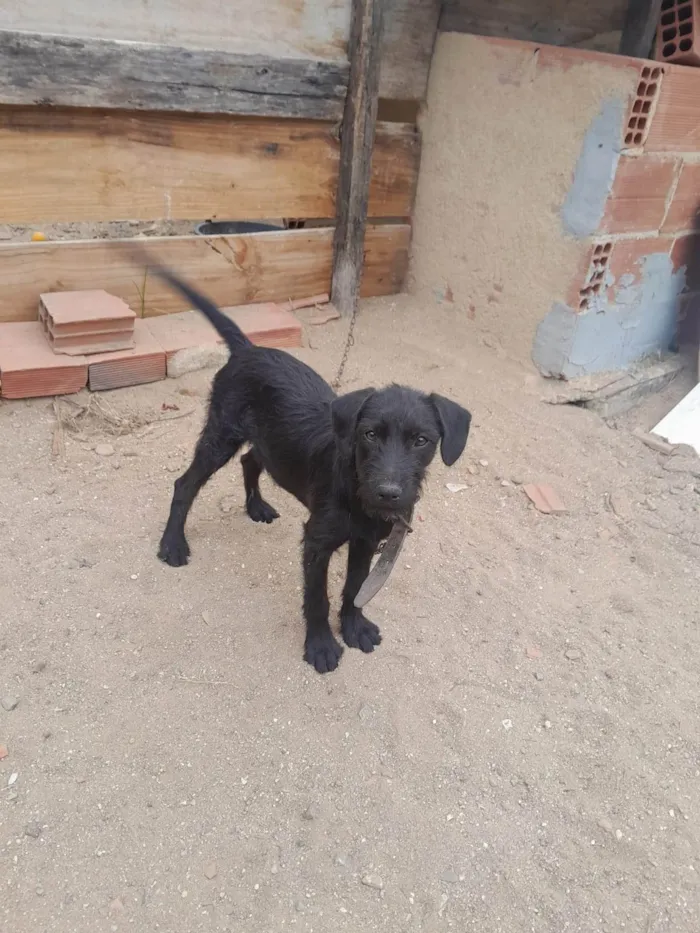 Cachorro ra a SRD-ViraLata idade 2 a 6 meses nome Thor