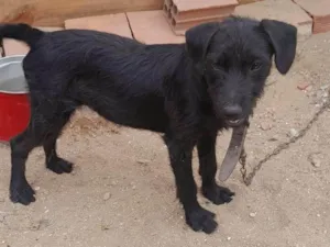 Cachorro raça SRD-ViraLata idade 2 a 6 meses nome Thor