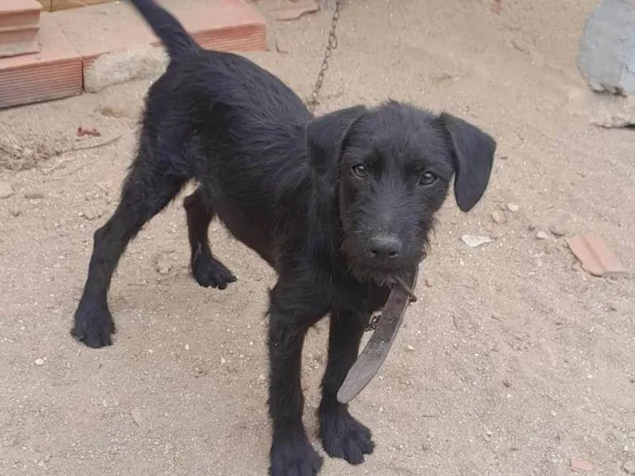 Cachorro ra a SRD-ViraLata idade 2 a 6 meses nome Thor