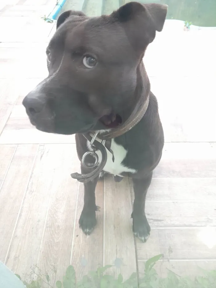 Cachorro ra a Pit-Bull idade 1 ano nome Black