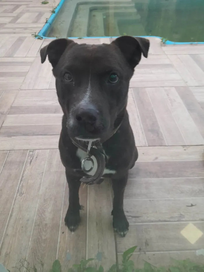 Cachorro ra a Pit-Bull idade 1 ano nome Black